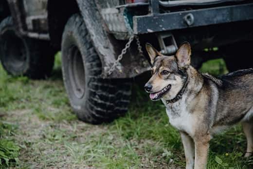 A dog on the grass near the back bottom of an SUV with a blurry background