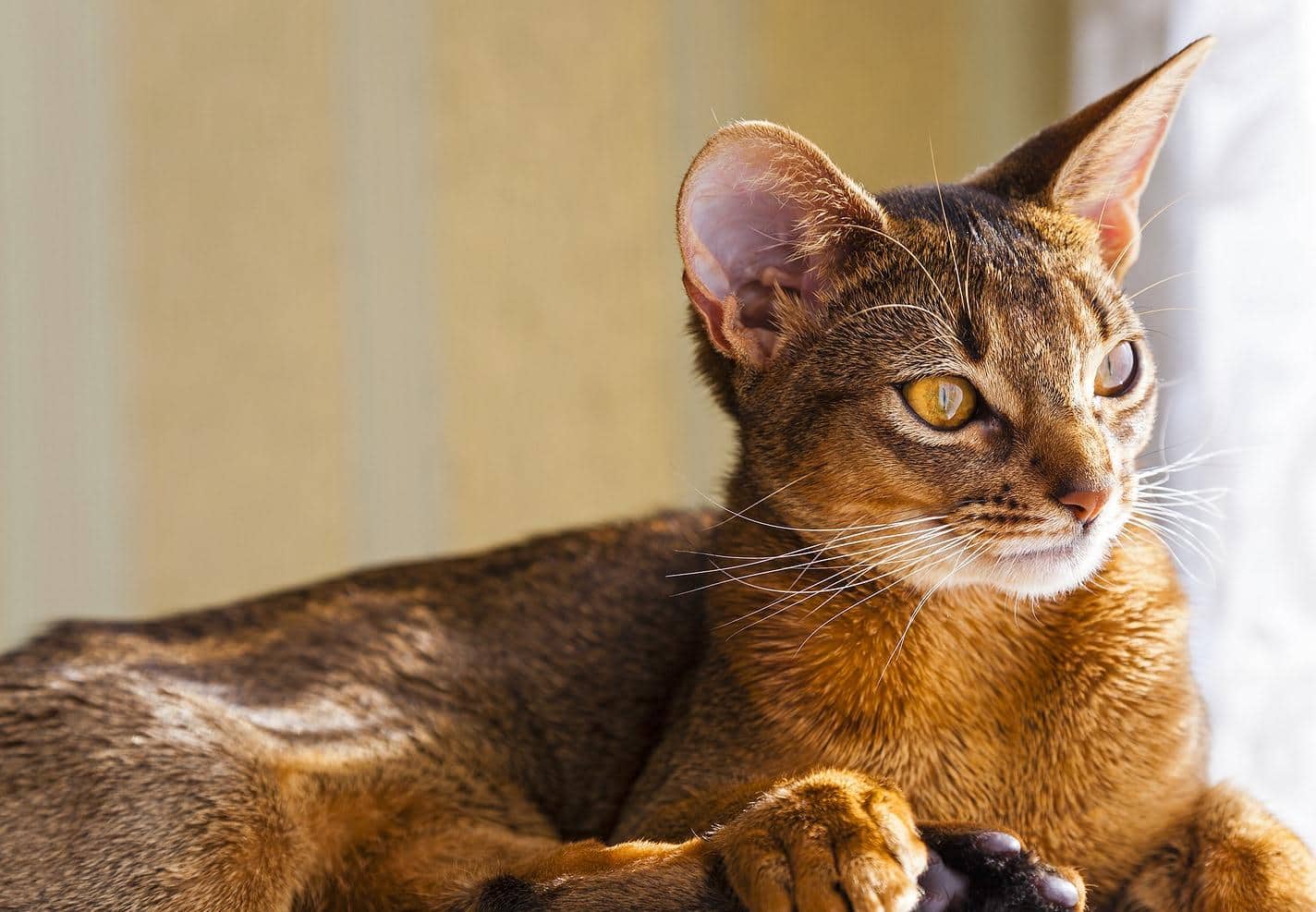 Abyssinian cat staring out the window.