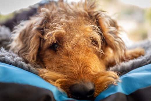 Snoozing dog with hypothyroidism