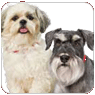 small breed dogs