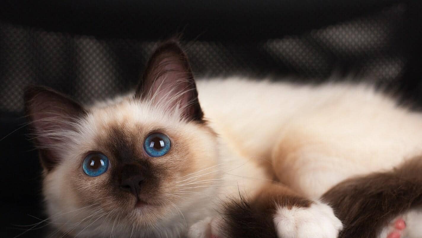 A seal point Birman cat 4 month old kitten male with blue eyes lying on office chair.