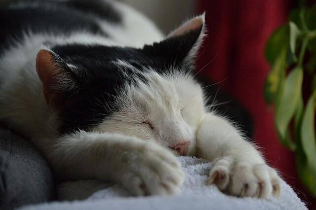Black and white cat sleeping with front paws out front