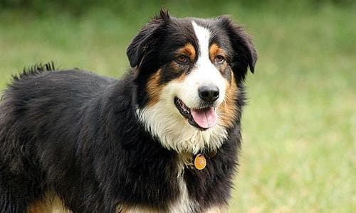 Black Australian Shepherd dog standing in grass
