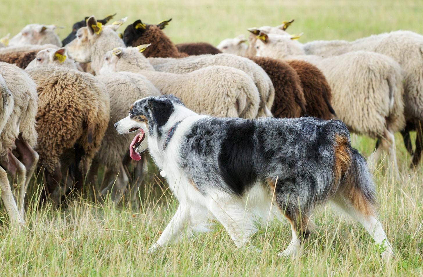 Purebred border collie panting while herding a flock of sheep on a summer day.