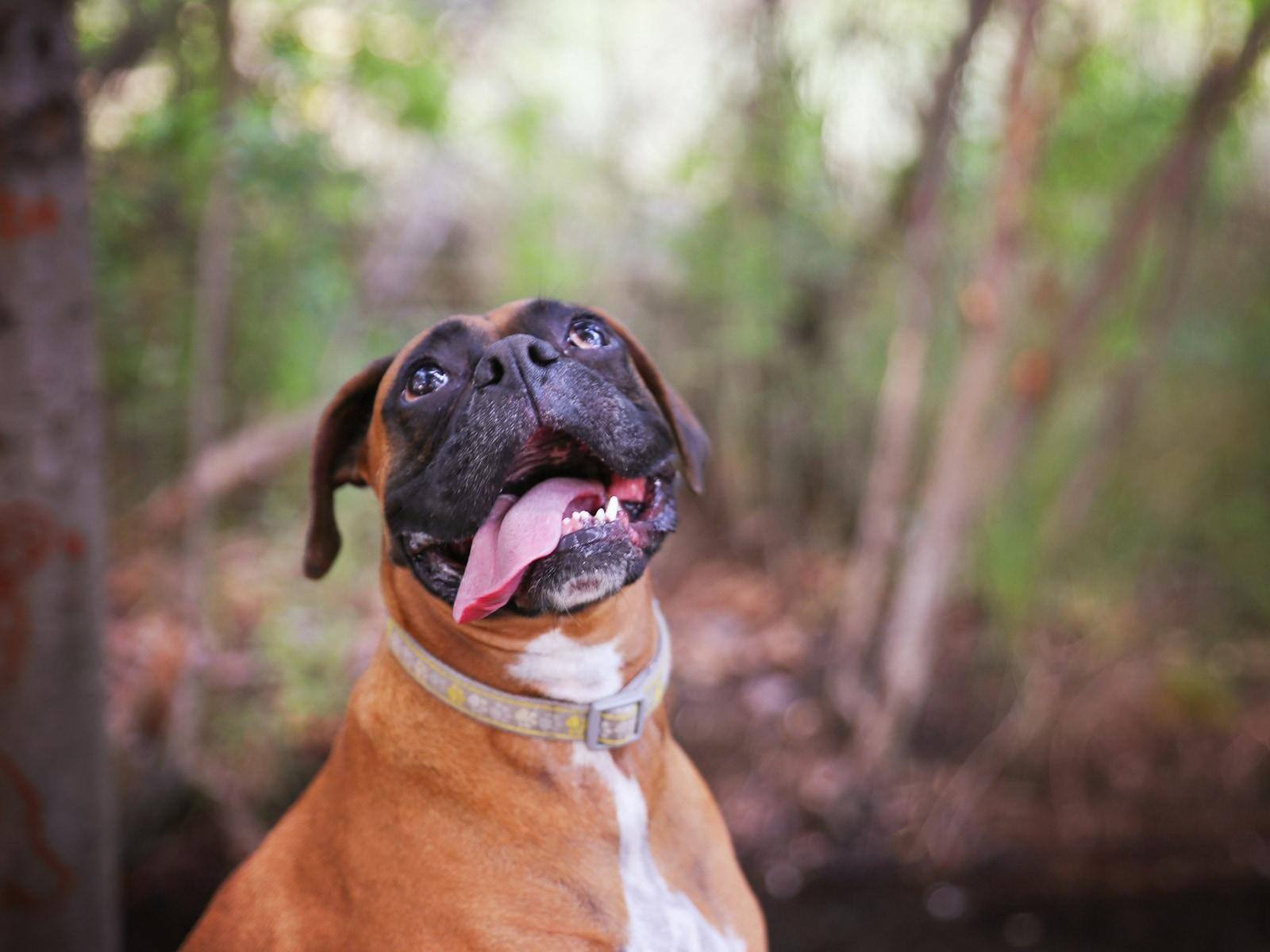 Adult Boxer Portrait In A Natural Outdoor Setting with her tongue hanging out.