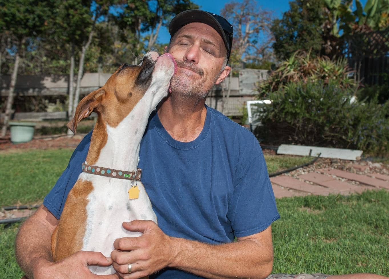 Boxer puppy licking face of man.
