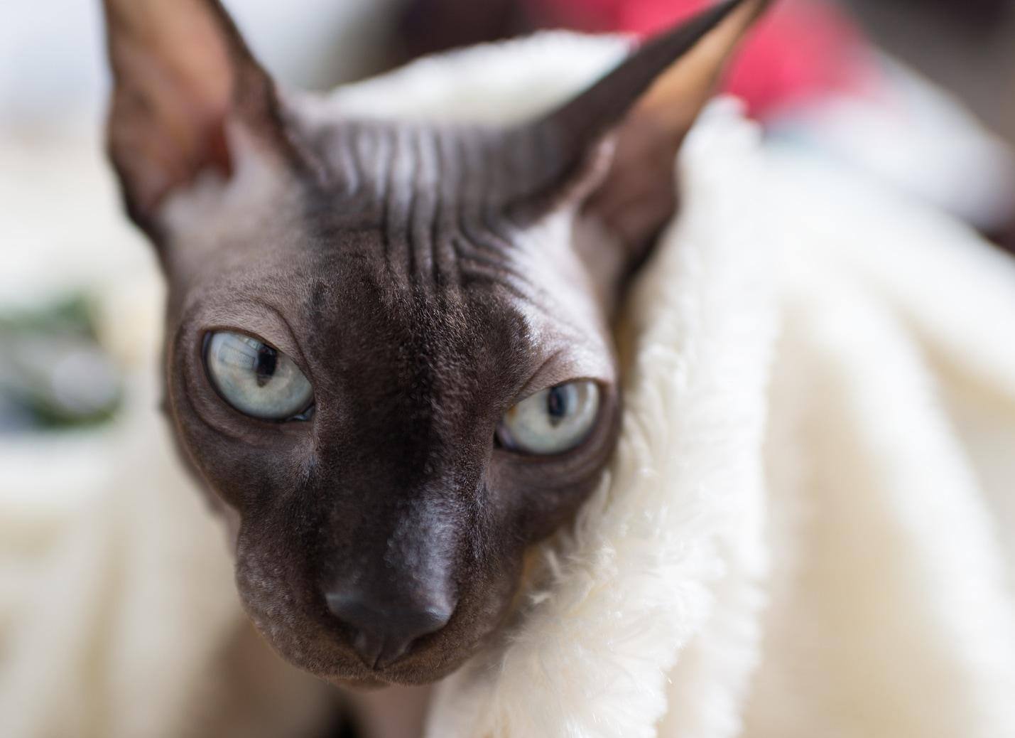 Canadian Sphynx cat is wrapped up in a towel