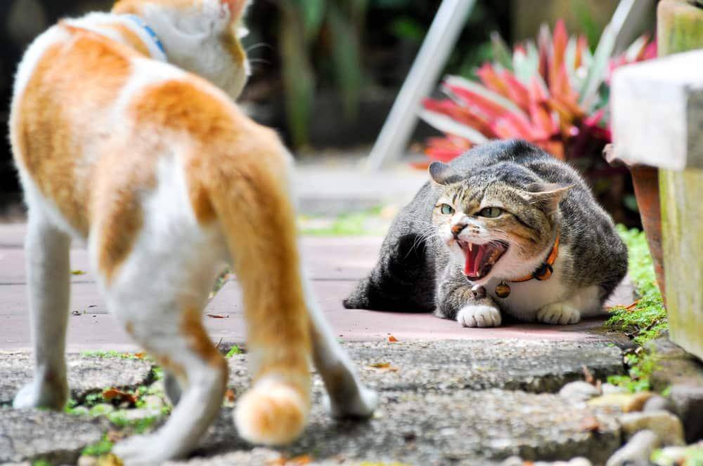 Two cats outdoors, while one is crouched and hissing at the other walking by.