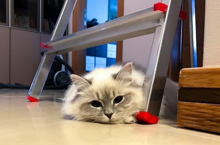 Closeup of fluffy cat lying under a ladder on the floor.