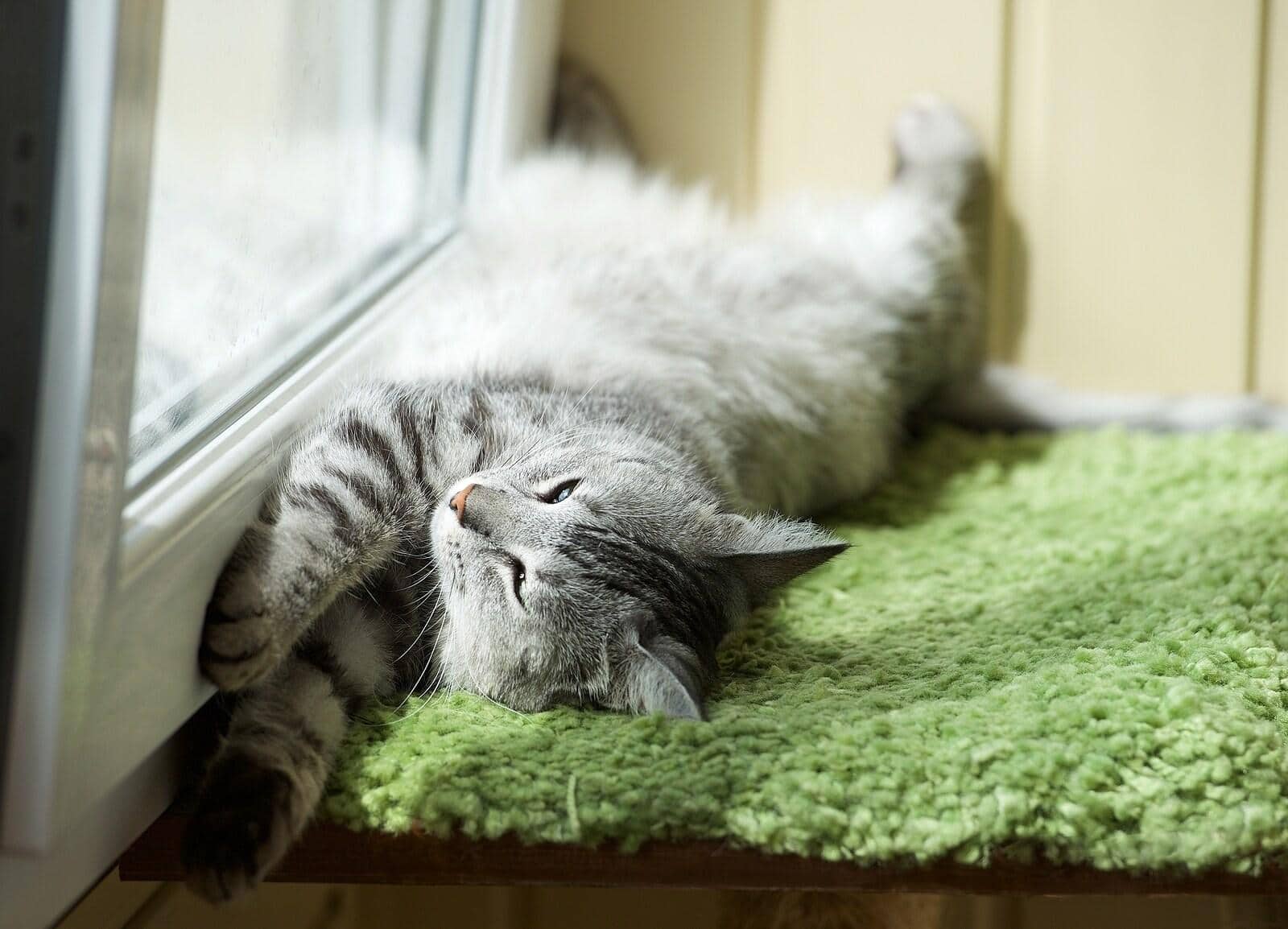 Cat stretched out in front of a window on green carpet.