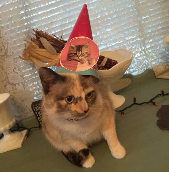 white and tortoise cat wearing a birthday party hat