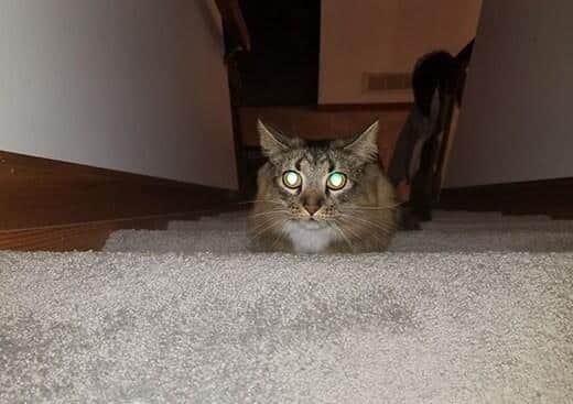 Cat eyes glowing in dark in low lighting.