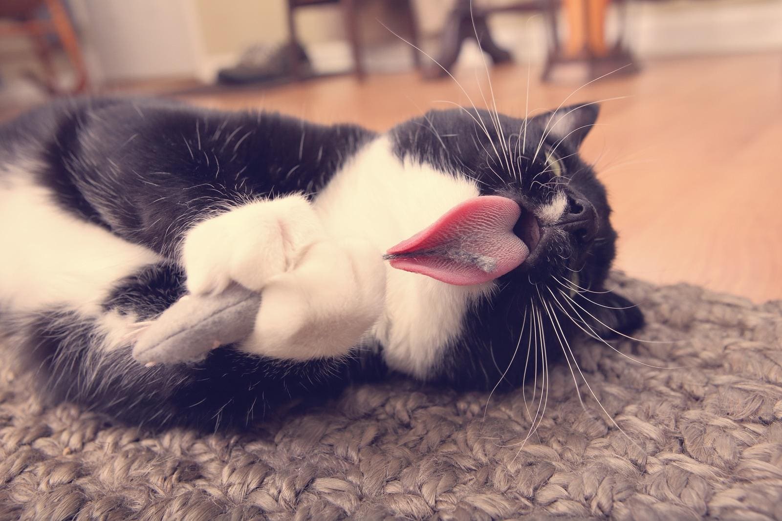 Gray and white cat lying down licking a toy mouse with tongue out in the shape of a heart.