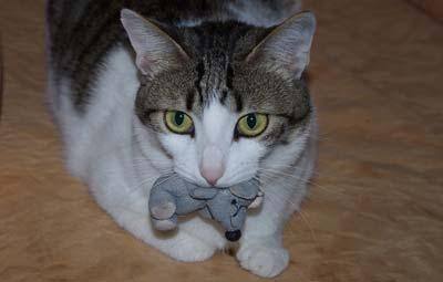 Brown and white cat with big yellow eyes lies down with a stuffed toy mouse in her mouth.