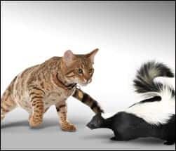 Cat image