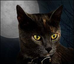 Cats and Halloween