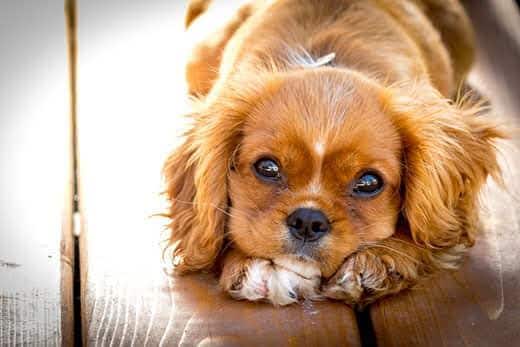 Cavalier King Charles puppy in downward dog position on deck.