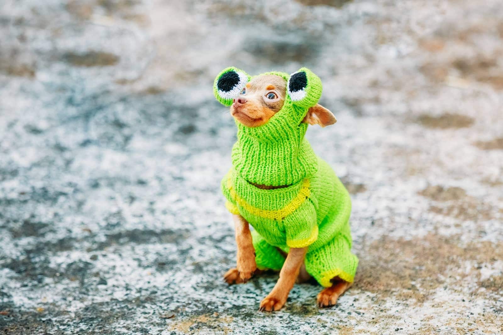 Small, brown Chihuahua dressed in a knitted frog costume.