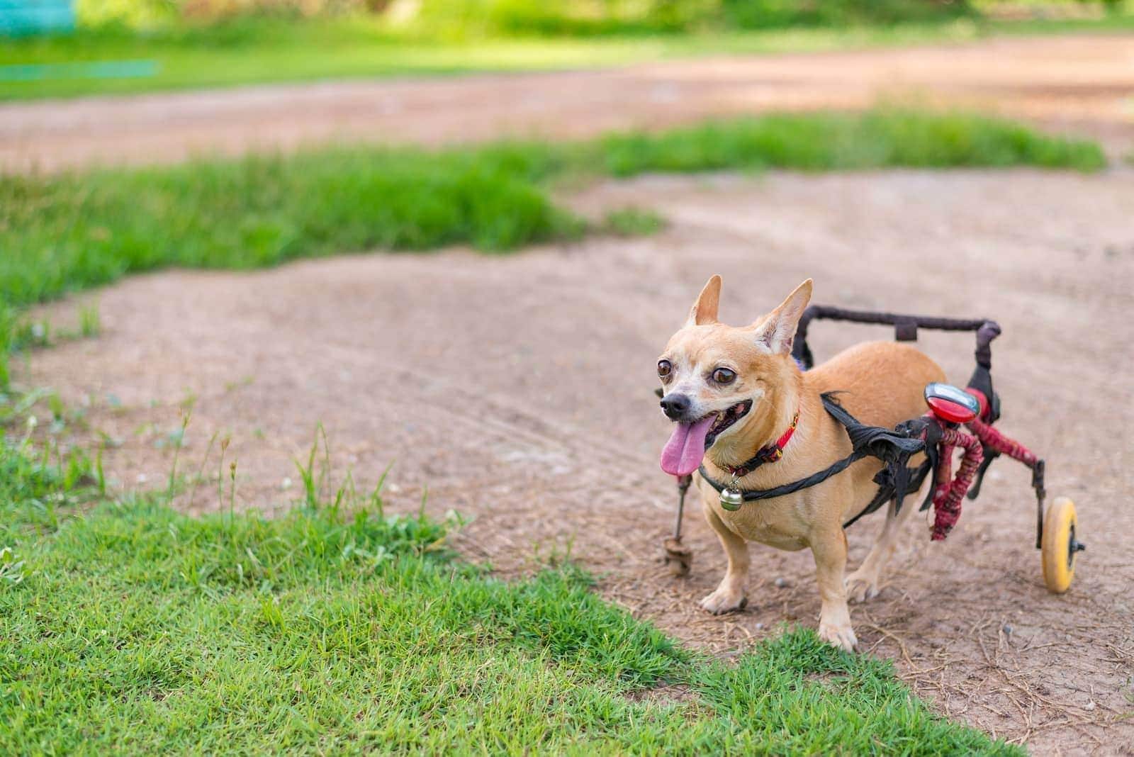 Chihuahua with dog wheelchair running in the grass.