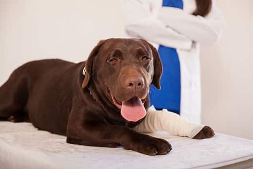 Injured dog gets care from vets after getting hit by a car
