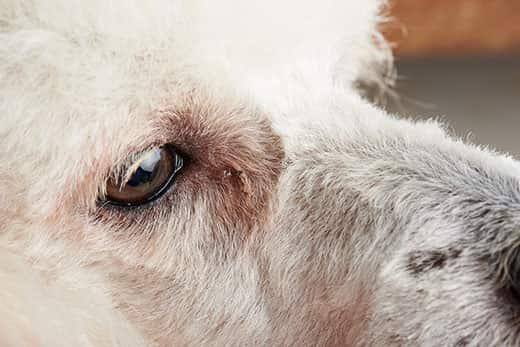 Close-up of dog eye with conjunctivitis. Infected dog eye