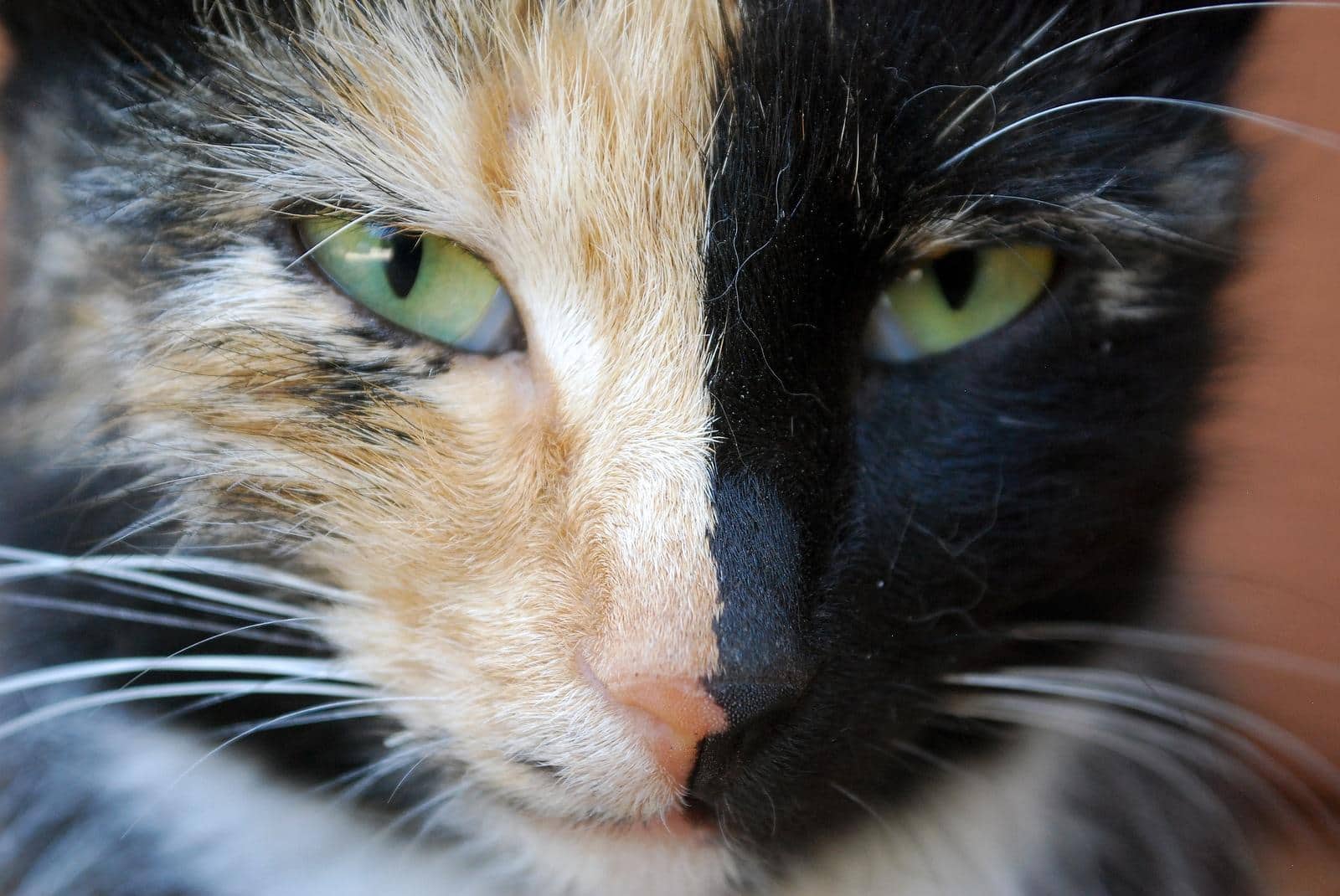 Cat with half orange half black face close up.