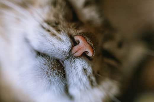 Close-up on a cat with runny nose
