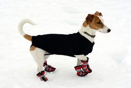 Cute little terrier wearing snow shoes on all four paws for protection and a warm coat against the cold winter weather standing on fresh snow looking alertly off to the right