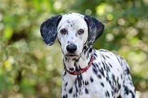 dalmatian with red collar
