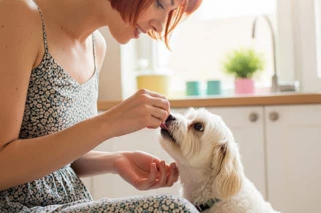 Dog being fed by owner