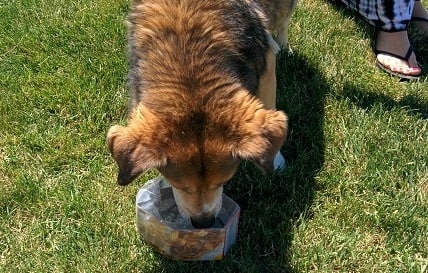 Dog drinks from DIY collapsible dog dish.