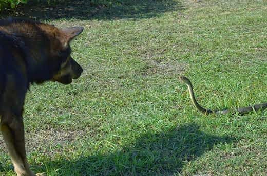 Dog growls at a large rat snake in the grass.