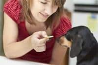 Dog healthy
