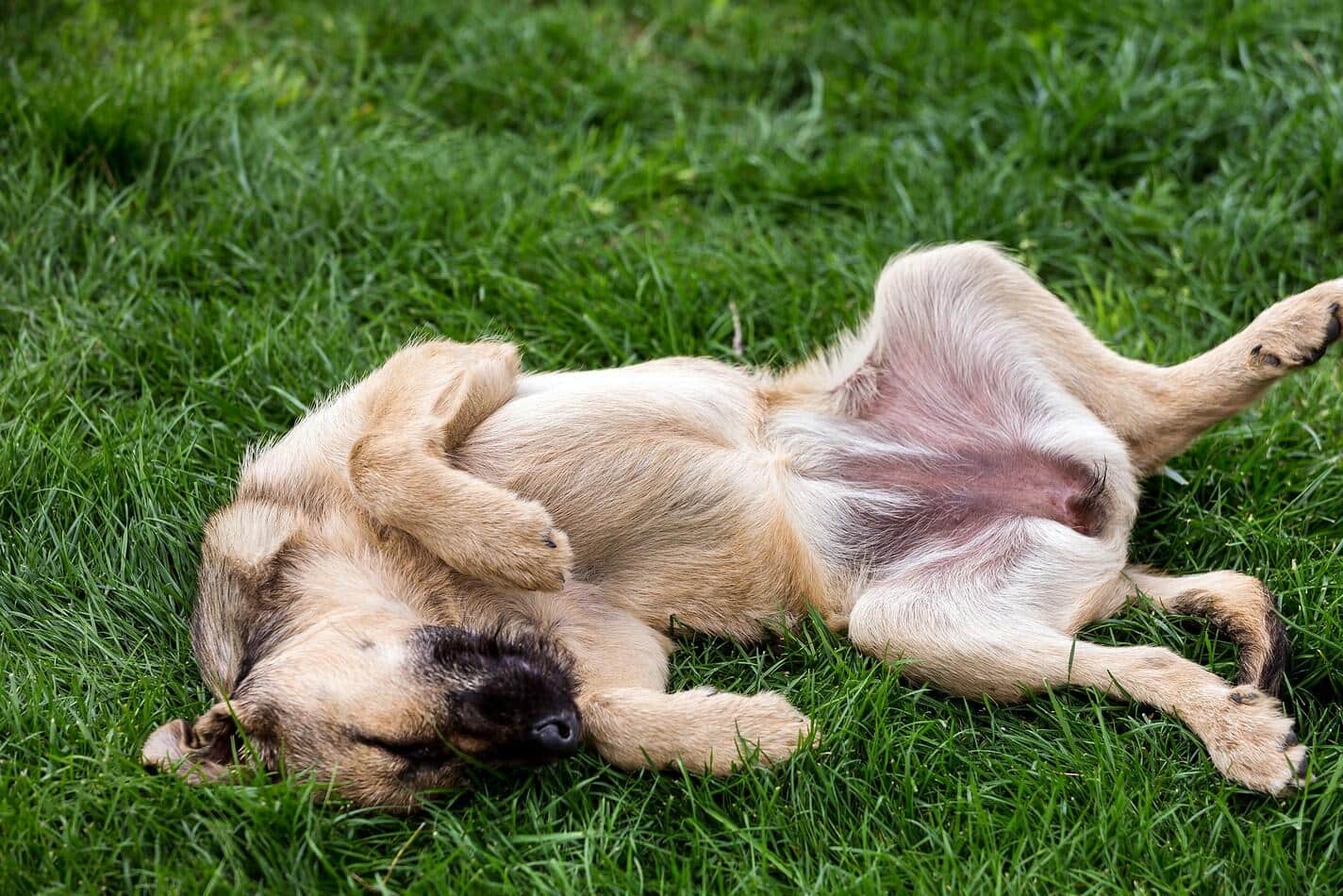 Brown dog rolling around in grass