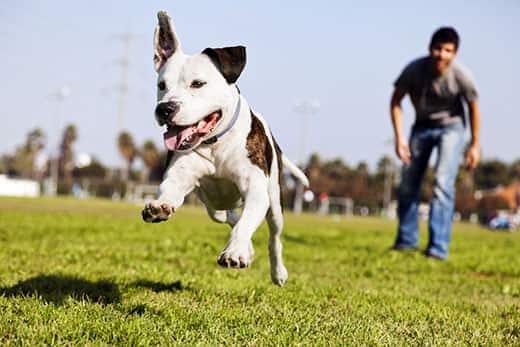 A dog chases after a toy, running away from a man at the park.