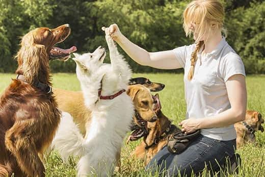 Dog trainer trains puppy to sit up and beg