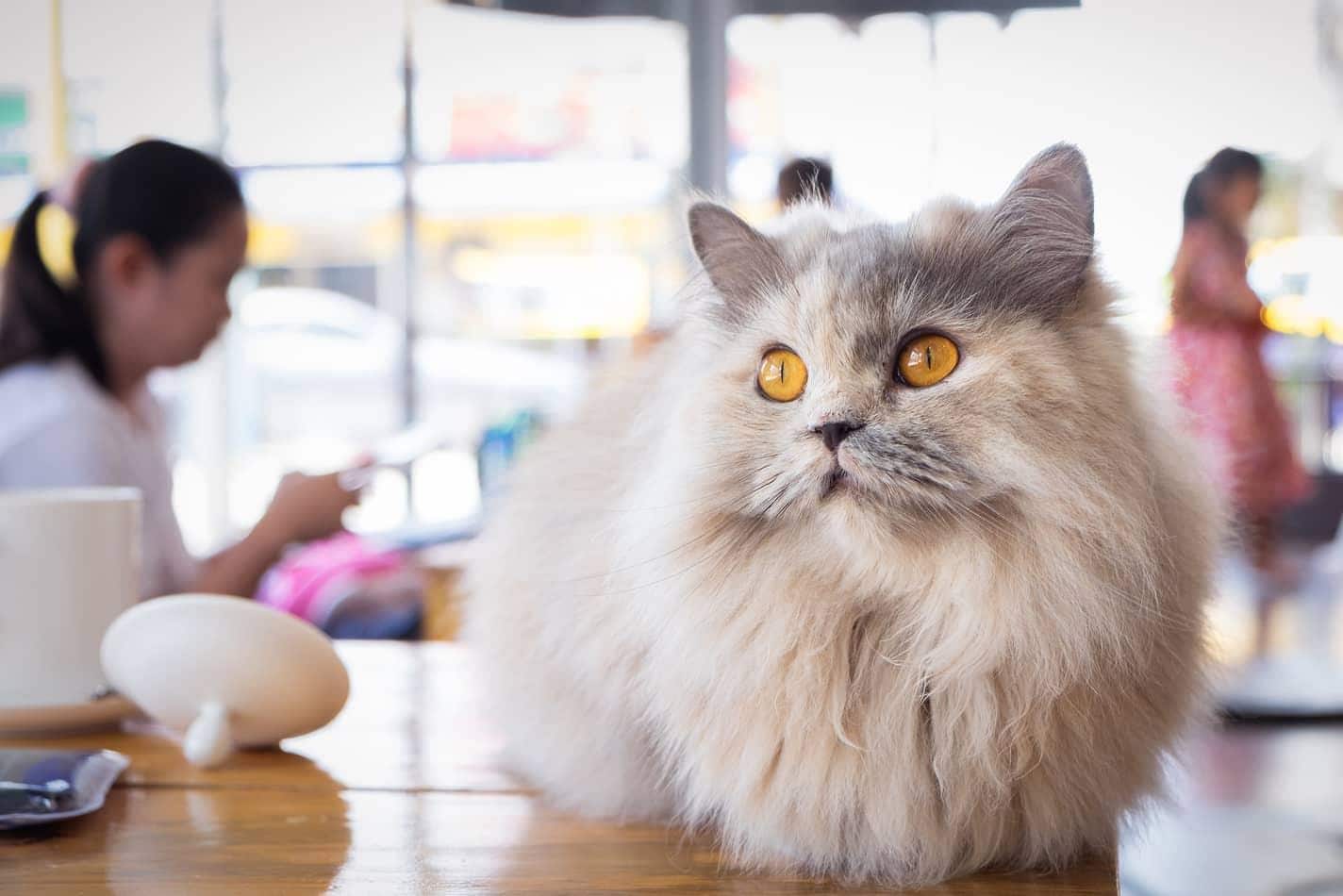 Fluffy white and gray cat sitting on wood table in cat cafe