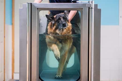 German Shepherd walking on a treadmill in a pool with human assistance.