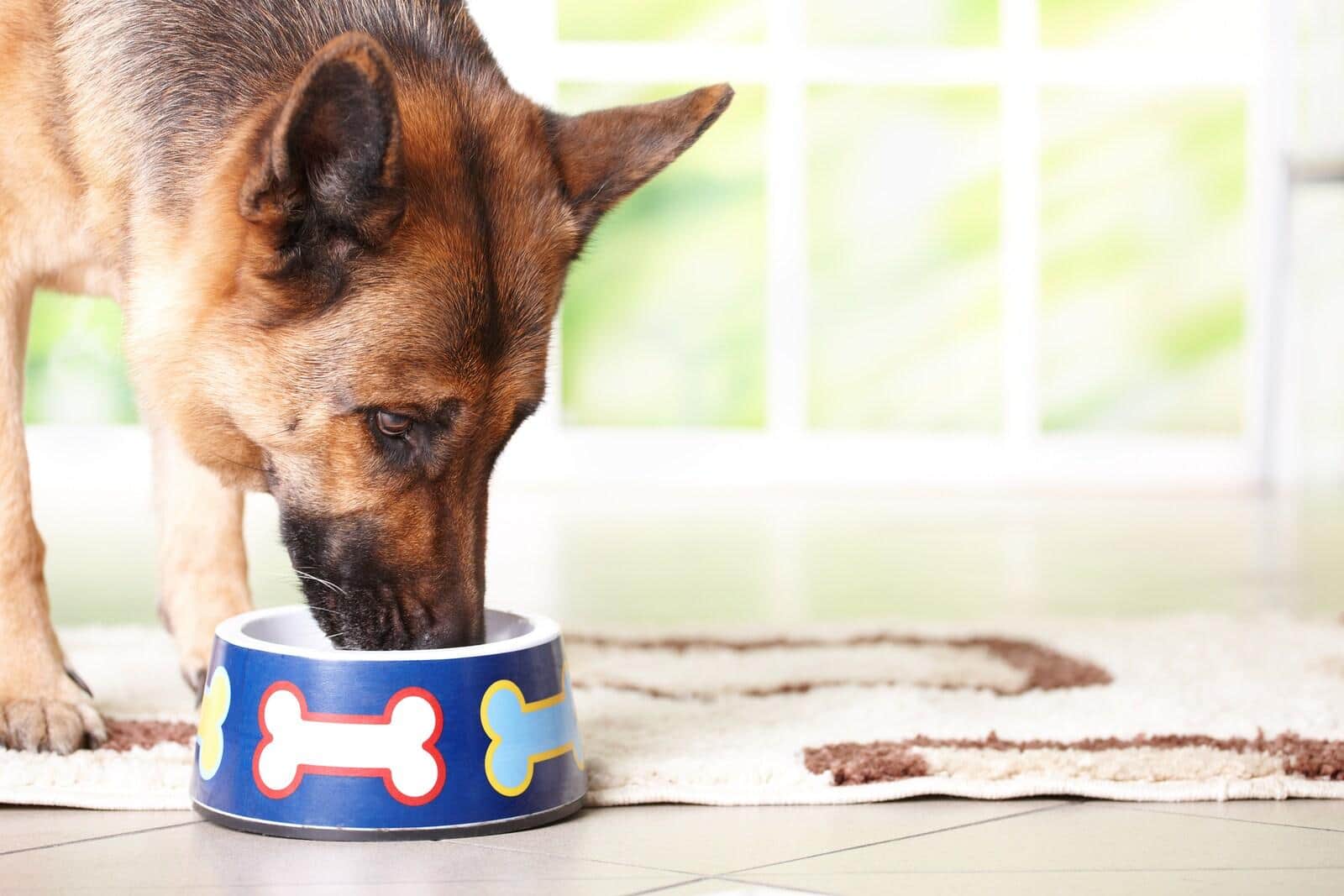 German Shepherd eating from a blue dog bowl with bones on it.