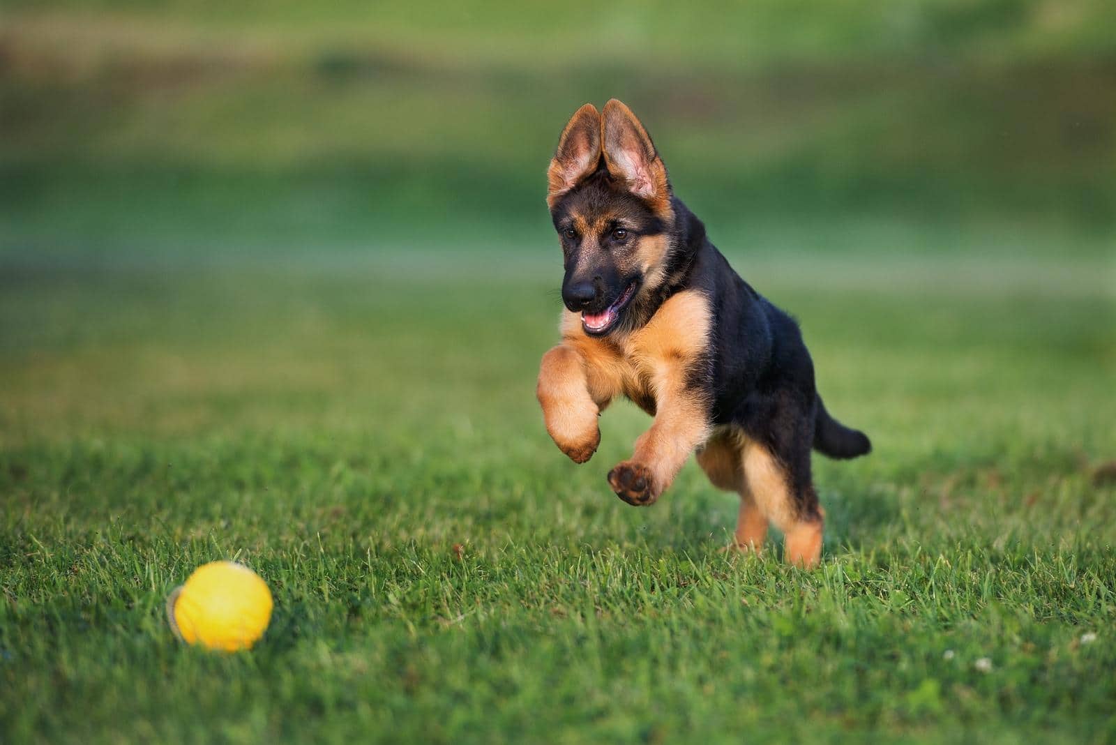 German shepherd puppy playing with a ball outdoors