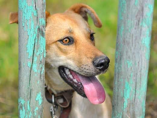 Golden dog with tongue stands between to fence posts with turquoise paint chips