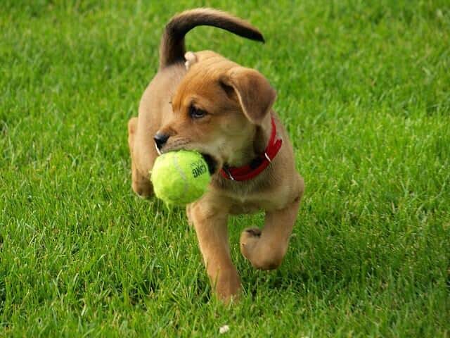 golden-retriever-puppy-with-tennis-ball
