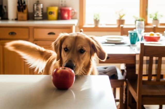 Golden retriever looking at an apple