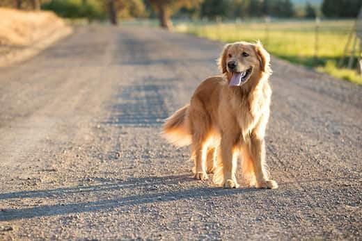 Dog hit by car guide
