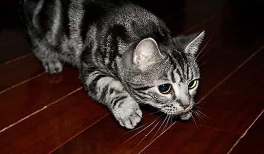 Cat rests after bout of cat zoomies, having expelled random bursts of energy.