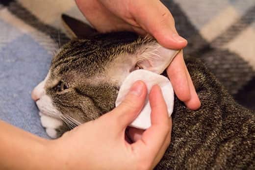 Hands holding a cleaning pad clean the ears of a brown tabby cat.