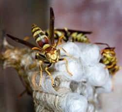 Hornet
