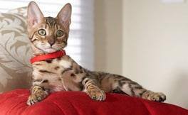 Cat image