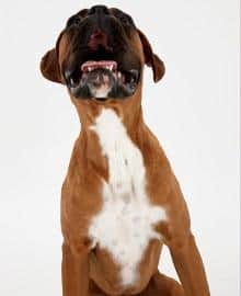 Dog health problems