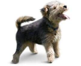 Safe dog